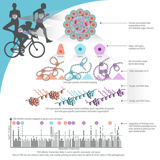 Graphical Abstract for Kaestner Lab