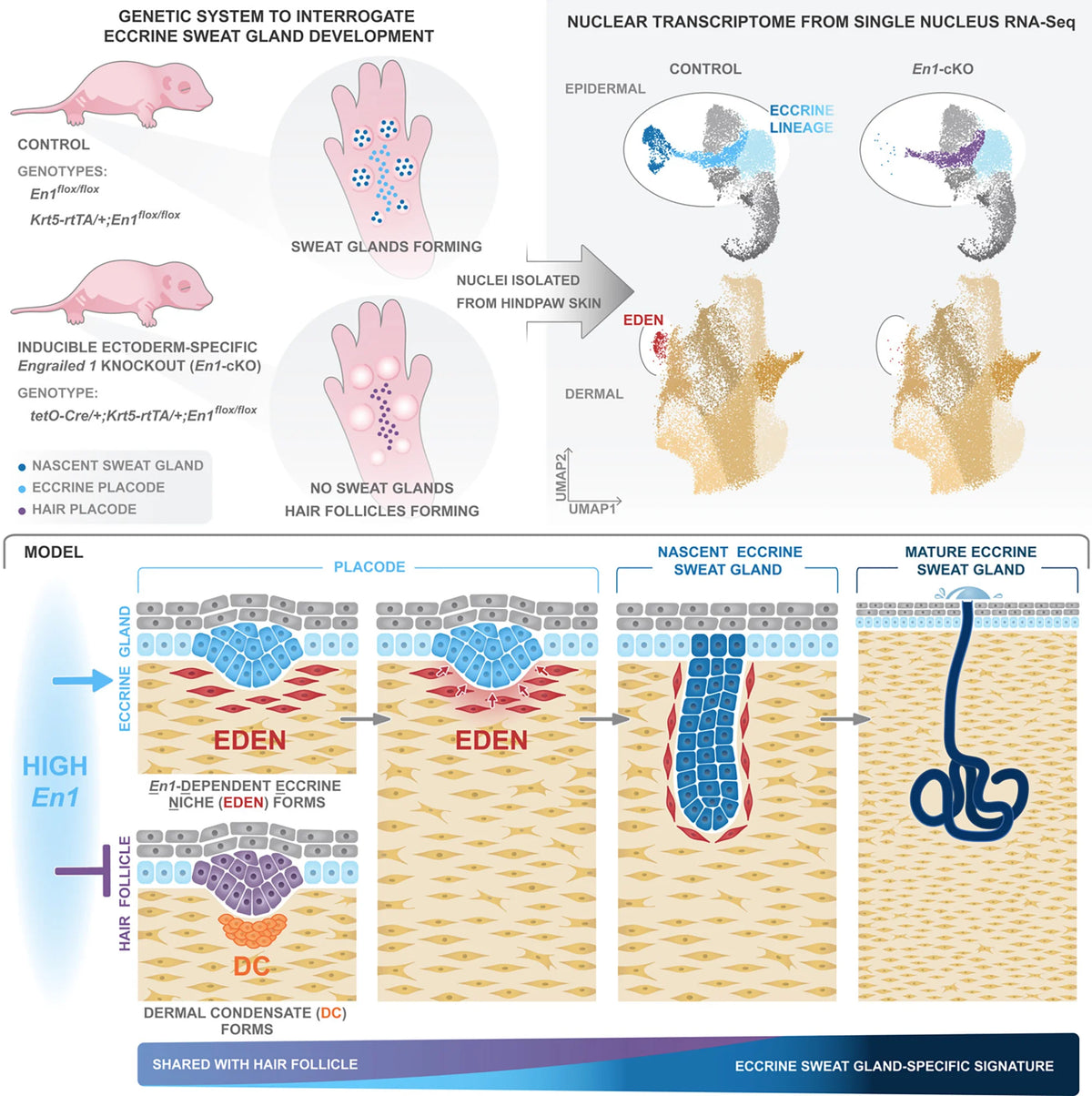 Graphical Abstract for Kamberov Lab